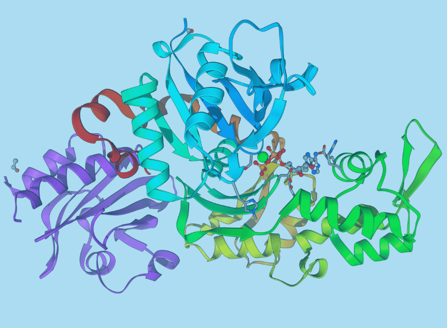 New insights into actin filament diversity